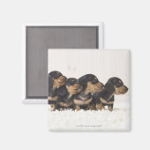 Vier Mini-Dackel Magnet (Vorderseite/Rückseite)