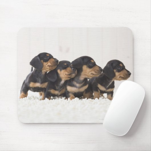 Vier Mini-Dackel Mousepad (Mit Mouse)