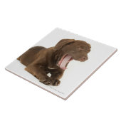 Vier-Monat-Alter gähnender Fliese (Seite)