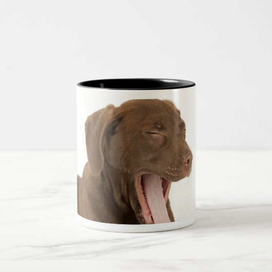 Vier-Monat-Alter gähnender Zweifarbige Tasse (Mittel)