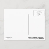 vier niedliche Chipsteine Postkarte (Rückseite)