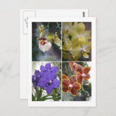 Vier Orchideen Postkarte (Vorne/Hinten)