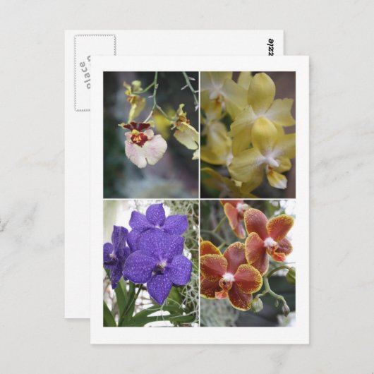 Vier Orchideen Postkarte (Vorne/Hinten)