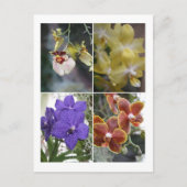 Vier Orchideen Postkarte (Vorderseite)