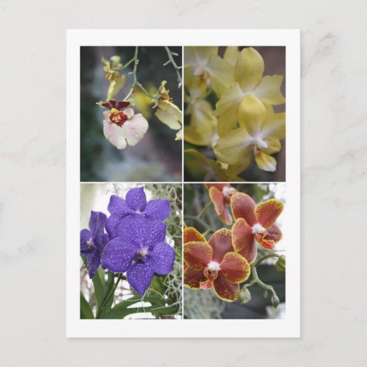 Vier Orchideen Postkarte (Vorderseite)