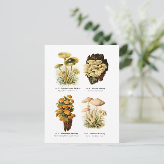 Vier Pilze Postkarte (Stehend Vorderseite)