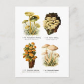 Vier Pilze Postkarte (Vorderseite)