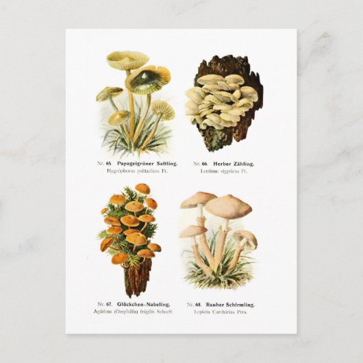 Vier Pilze Postkarte (Vorderseite)