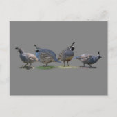 VIER QUAIL POSTKARTE (Vorderseite)