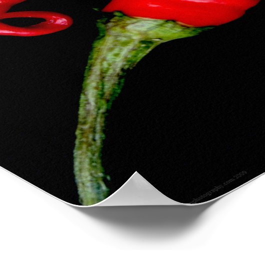 Vier Red Chilies wapcn Poster (Ecke)