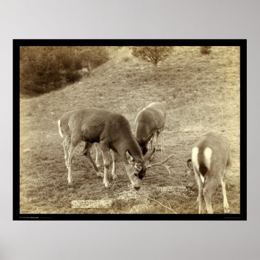 Vier Rehessen in heißen Quellen SD 1891 Poster (Vorne)