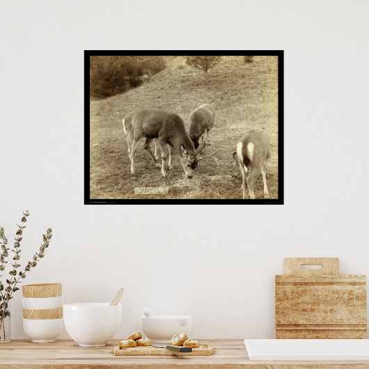 Vier Rehessen in heißen Quellen SD 1891 Poster (Küche)