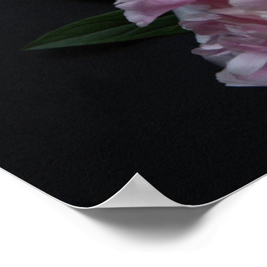 Vier rosafarbene Pfennigfuchser Poster (Ecke)