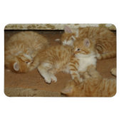 Vier rote Tabbies Magnet (Horizontal)