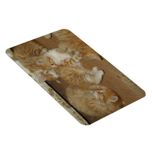 Vier rote Tabbies Magnet (Rechte Seite)