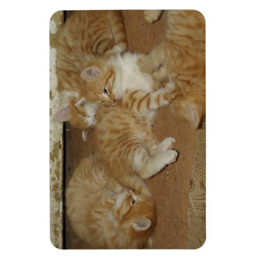Vier rote Tabbies Magnet (Vertikal)