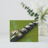 Vier Schildkröten versuchen, ein Protokoll mit Ent Postkarte (Stehend Vorderseite)