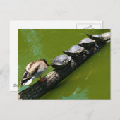 Vier Schildkröten versuchen, ein Protokoll mit Ent Postkarte (Vorne/Hinten)