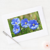 Vier schöne blaue Wildblumen Bloom Kananaskis Rechteckiger Aufkleber (Umschlag)