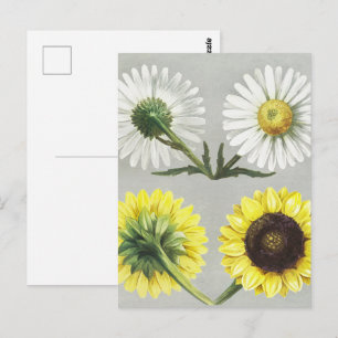 Vier Sonnenblumen, Illustration gelbweiße Blume Postkarte