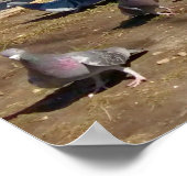 Vier Tauben landen in einer Reihe Poster (Ecke)