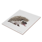 Vier-toed Igel - Atelerix albiventris Fliese (Seite)