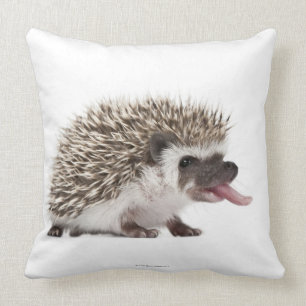 Vier-toed Igel - Atelerix albiventris Kissen