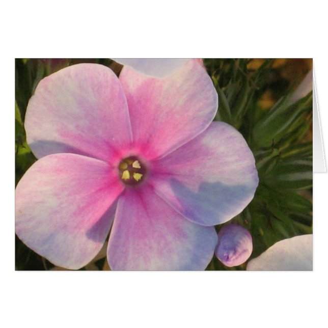 Vier Uhr Blume-Karte (Vorderseite (Horizontal))