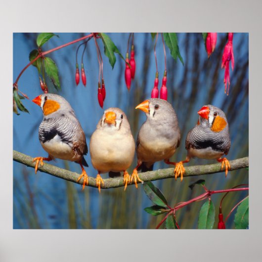 vier Zebrafinken nebeneinander auf Ast sitzend Poster (Vorne)
