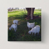 Vier Ziegen Button (Vorderseite)