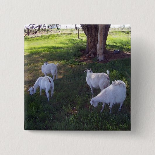 Vier Ziegen Button (Vorderseite)