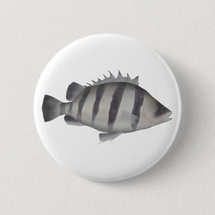 Vierbärtiger Tigerfisch Button