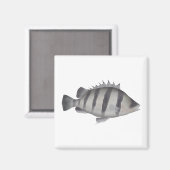 Vierbärtiger Tigerfisch Magnet (Vorderseite/Rückseite)