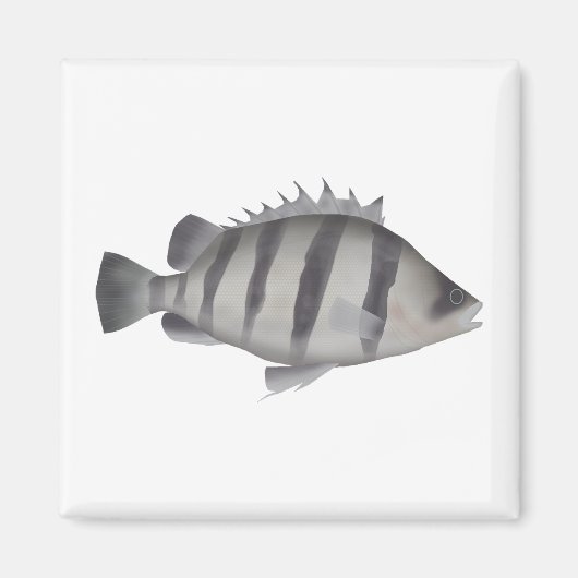 Vierbärtiger Tigerfisch Magnet (Vorne)