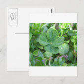 Vierblattklee Postkarte (Vorne/Hinten)