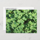 vierblättrige Kleeblatts Postkarte (Vorne/Hinten)