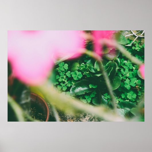 vierblättriges Kleeblatt Charm Poster (Vorne)