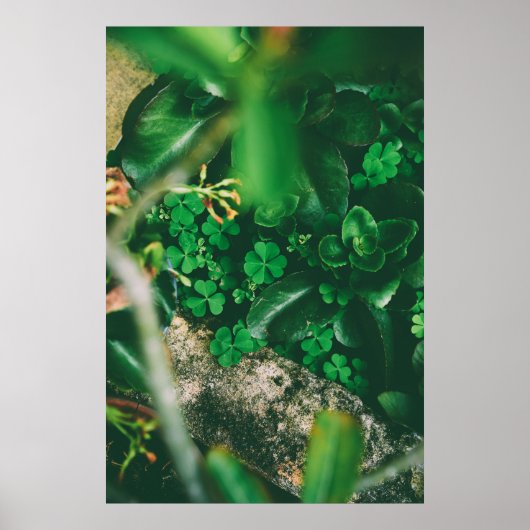 vierblättriges Kleeblatt Charm Poster (Vorne)
