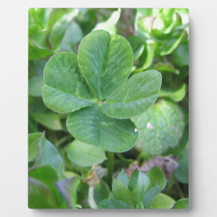 Vierblättriges Kleeblatt Fotoplatte