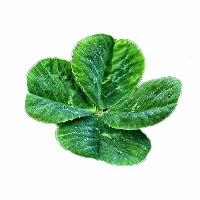 vierblättriges Kleeblatt gestalteter Fotoskulptur Schlüsselanhänger (Vorne)