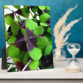 vierblättriges Kleeblatt Kleeblatt St. Patrick's L Fotoplatte (Seite)