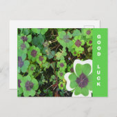 vierblättriges Kleeblatt Leaf & Muster Viel Glück Postkarte (Vorne/Hinten)