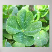 vierblättriges Kleeblatt Poster (Vorne)