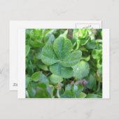 vierblättriges Kleeblatt Postkarte (Vorne/Hinten)