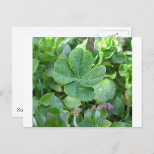 vierblättriges Kleeblatt Postkarte (Vorne/Hinten)