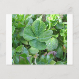 Vierblättriges Kleeblatt Postkarte
