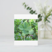 vierblättriges Kleeblatt Postkarte (Stehend Vorderseite)