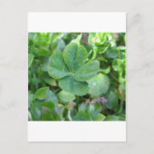 vierblättriges Kleeblatt Postkarte (Vorderseite)