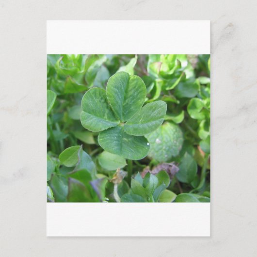 vierblättriges Kleeblatt Postkarte (Vorderseite)