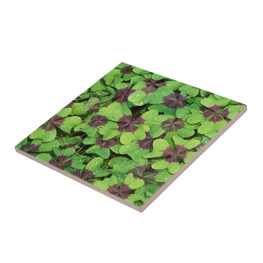 Vierblättriges Kleeblatt, Sorrel, mit Dew Fliese (Seite)